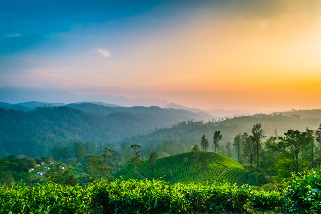 the,sun,dusk,and,tea,plantation