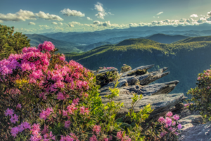 A gorgeous vista seen from the top of a mountain in Boone NC, flowers are blooming in the foreground.